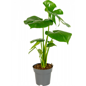 Monstera-gatenplant-klein