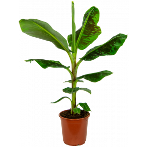 Musa-bananenplant-kamerplant