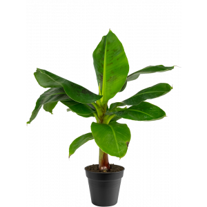 Musa-bananenplant-klein