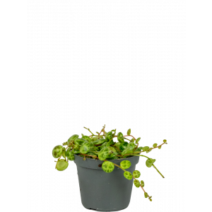 Peperomia-prostrata-stekje