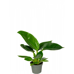 Philodendron-golden-princes-stekje-klein