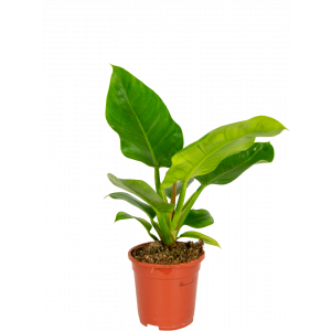 Philodendron-imperial-green-kamerplant