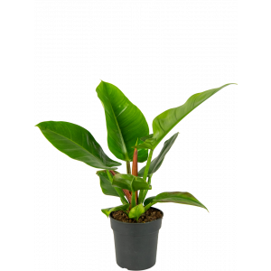 Philodendron-imperial-green-kamerplant 1