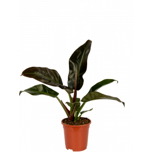 Philodendron-imperial-red-kamerplant