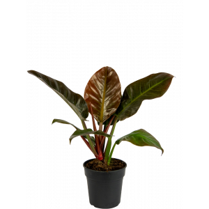 Philodendron-imperial-red-plant