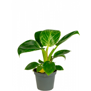 Philodendron-white-measure-stekje