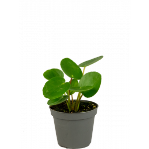 Pilea-pannenkoekenplant-stekje