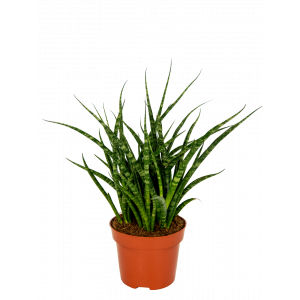 Sansevieria-fernwood-vrouwentong-12-30-kamerplant