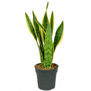 Sansevieria-laurentii-kamerplant 1
