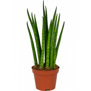 Sansevieria-mikado-stekje-klein