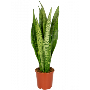 Sansevieria-zeylanica-kamerplant