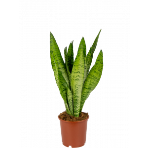 Sansevieria-zeylanica-vrouwentong-kamerplant