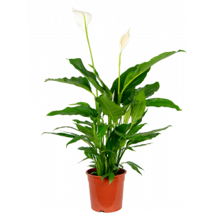 Spathiphyllum-sweet-sebastiano-lepelplant