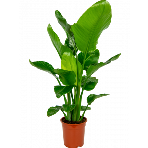 Strelitzia-nicolai-paradijsvogelbloem-19-80-plant