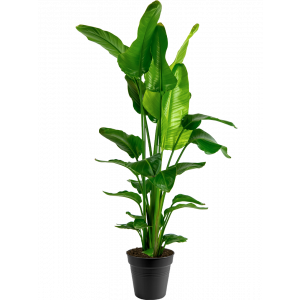 Strelitzia-nicolai-paradijsvogelbloem-27-160-plant