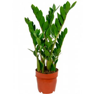 Zamioculcas-kamerplant 1