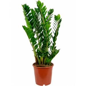 Zamioculcas-zamiifolia-middelgroot