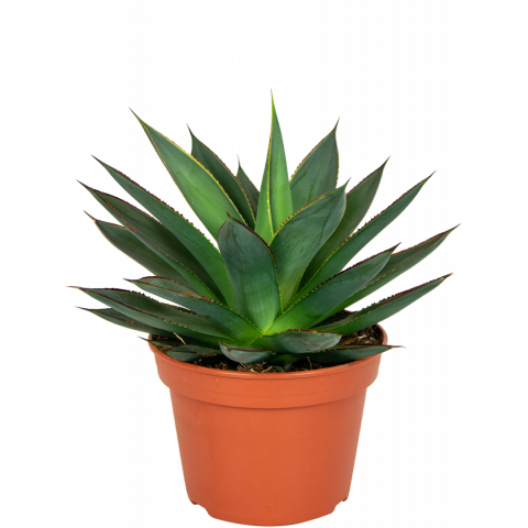 agave kamerplant met puntvormige bladeren en stekels