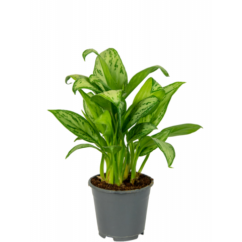 Aglaonema-christina-kamerplant