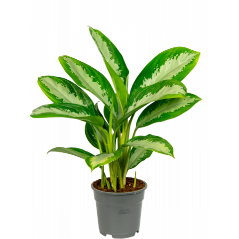 aglaonema diamond bay kamerplant met licht groene bladtekening