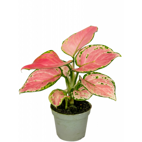 Aglaonema-red-valentine-stekje-klein