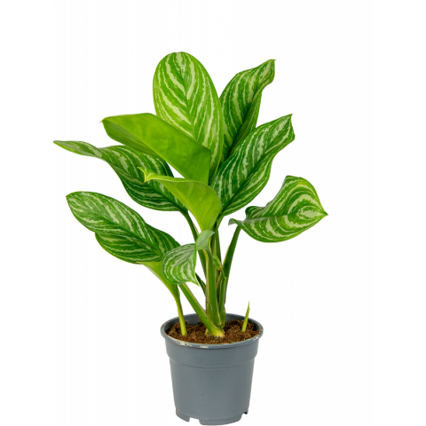 Aglaonema-stripes-kamerplant