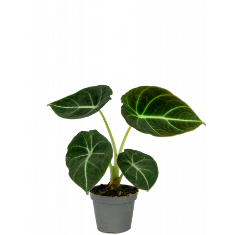 Alocasia-black-velvet-stekje