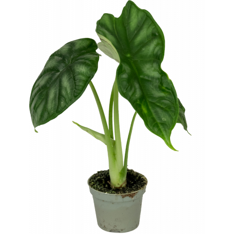 Alocasia-dragon-scale-stekje-klein