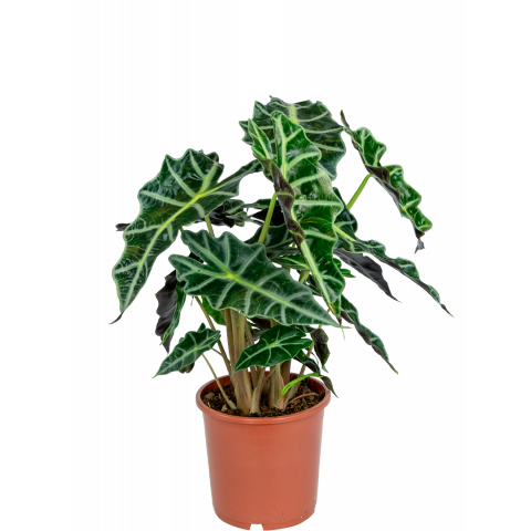 Alocasia-polly-kamerplant 2