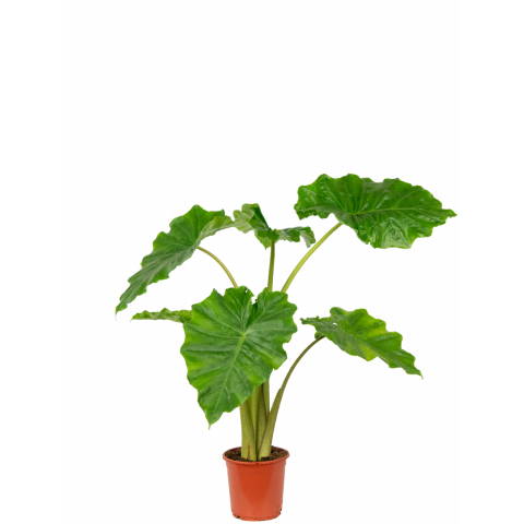 Alocasia-portadora-90cm