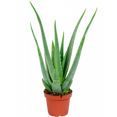 aloe vera plant heeft stengels gevuld met gel