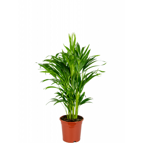 Areca-goudpalm-kamerplant-klein