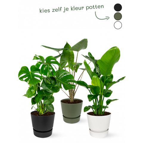 Bundel-plantenpakket-jungle-kleuren-kiezen 1