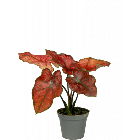 Caladium-valentina-stekje