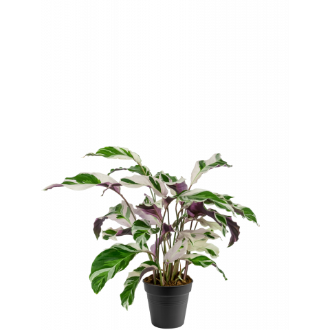 Calathea-fusion-white-pauwenplant-klein