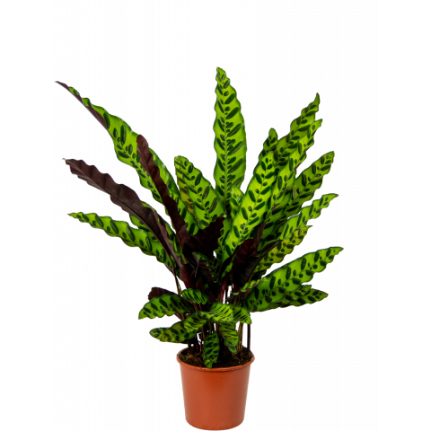 Calathea-insignis-kamerplant