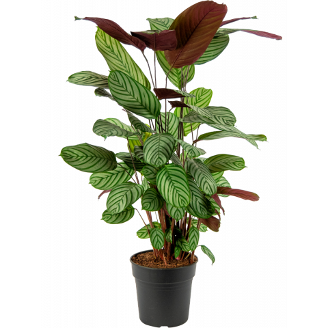 Calathea-oppenheimiana-kamerplant