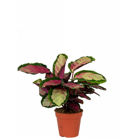 Calathea-silvia-pauwenplant-klein