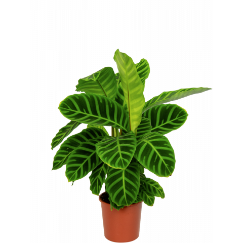 Calathea-zebrina-kamerplant