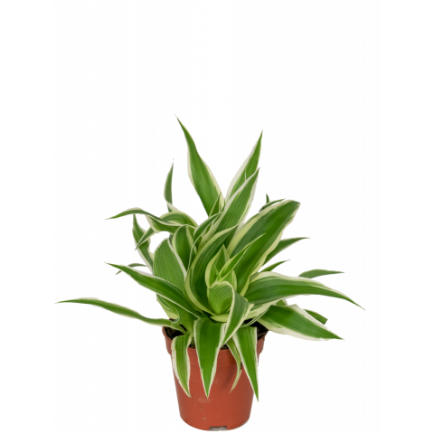 Chlorophytum-ocean-stekje-full