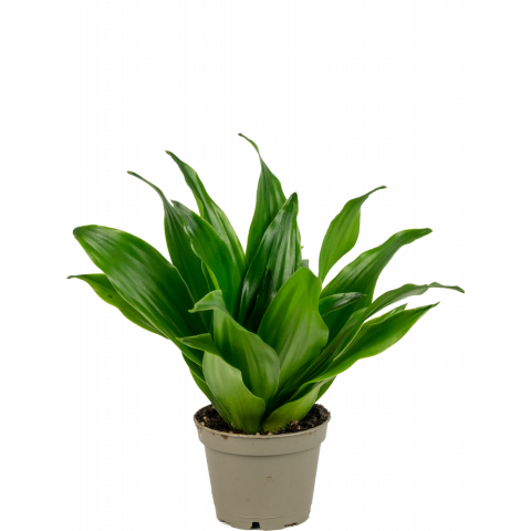 Dracaena-janet-craig