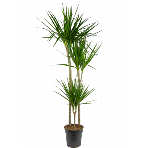 Dracaena-marginata-drakenbloedboom-groot