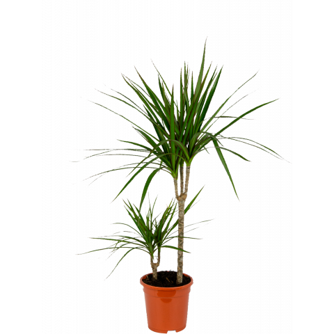 Dracaena-marginata-kamerplant-middelgroot