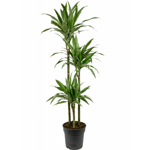 Dracaena-warneckei-kamerplant