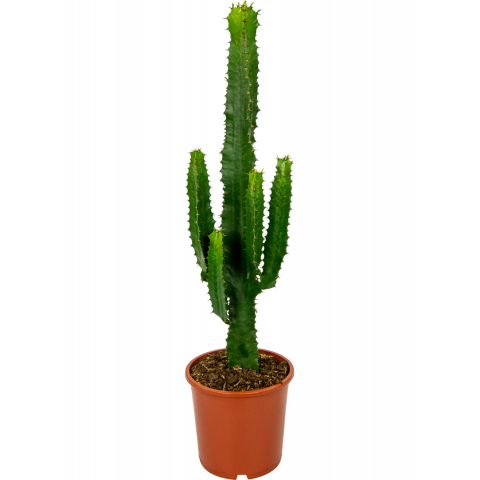 Euphorbia-acruensis-17-60-wolfsmelk-cactus-plant