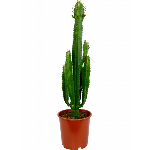 Euphorbia-acruensis-24-85-wolfsmelk-cactus-plant