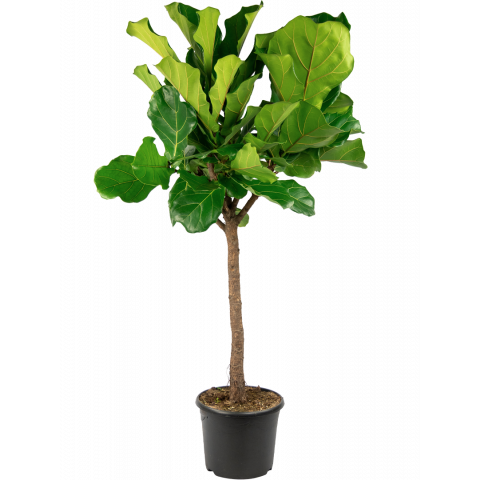Ficus-lyrata-grote-kamerplant