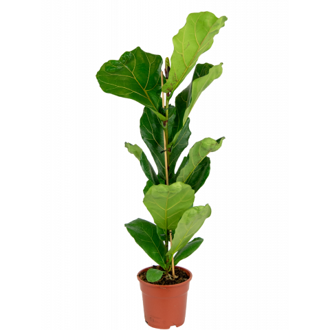 Ficus-lyrata-kamerplant-2