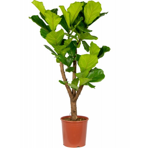 Ficus-lyrata-op-stam-130cm-groot