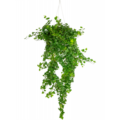Hedera-wonder-hangplant-middelgroot